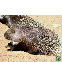 گونه تشی Indian Crested Porcupine